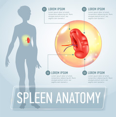 Infographic poster with spleen illustration and medical icons - obrazy, fototapety, plakaty