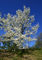 Magnolia obovata tree in Gryshko National botanical garden in Kyiv, Ukraine