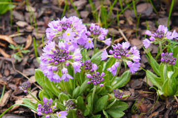 Primula denticulata purple flowers with green