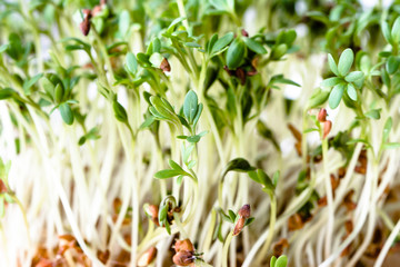 Fresh green superfood, sprouts for salad, micro greens for vegan diet and healthy eating concept