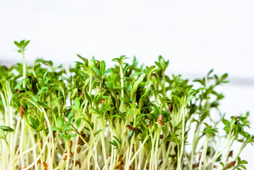 Fototapeta na wymiar Fresh green superfood, sprouts for salad, micro greens for vegan diet and healthy eating concept