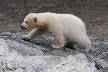 Junger Eisbär (Ursus maritimus), Captive, Deutschland, Europa