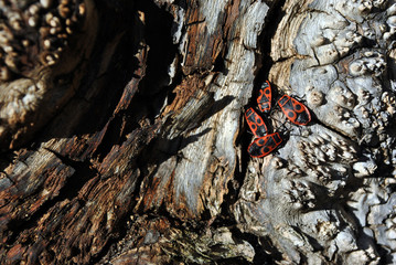 Maple tree root weird texture close up with red firebugs (Pyrrhocoris apterus) group showing aggregation behavior, horizontal background texture