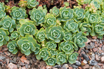Green sedum pachyclados white diamond plant green rosettes