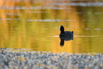 Eurasian coot swimming on a lake