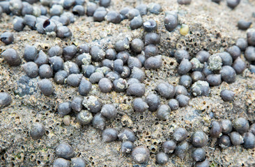 Winkles living on rock at low tide