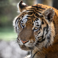 Fototapeta premium Tiger Animal