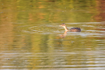 Little grebe swimming on a lake