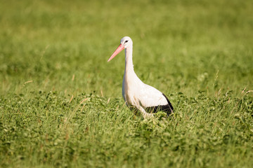 Obraz na płótnie Canvas Stork walking through high grass looking for food