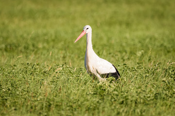 Stork walking through high grass looking for food
