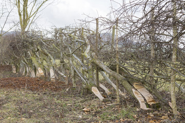Example of  traditional hedge laying