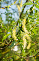 Echte Trauerweide,Salix babylonica
