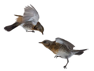 two fieldfare birds isolated on white