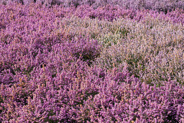 Beautiful display of wild purple heather