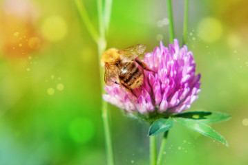 Pink clover and bumblebee