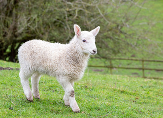 Young welsh mountain sheep lamb