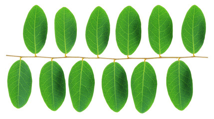 Green leaves isolated on white background