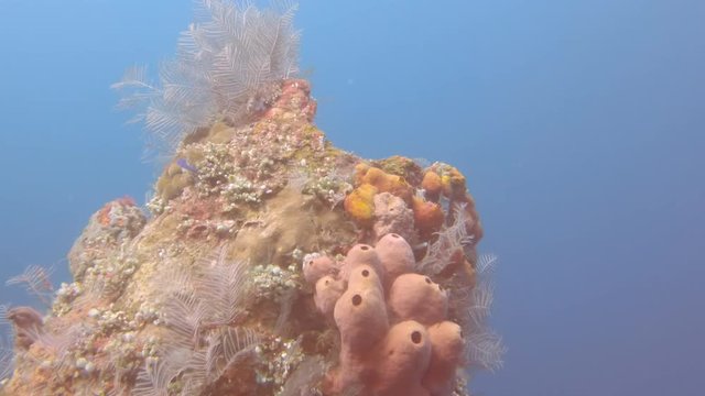 sea squirts growing on the liberty wreck at tulamben on the island of bali, indonesia