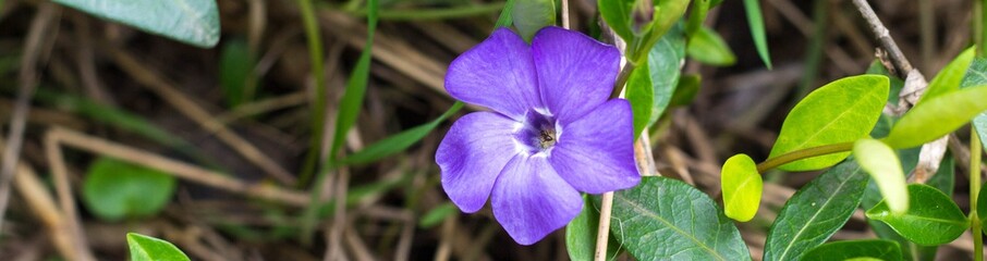 Banner of Blue periwinkle flower. Wild Vinca Periwinkle