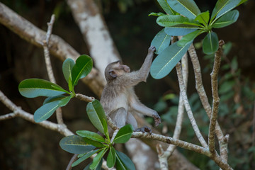 A cute monkey lives in a natural forest of Thailand.