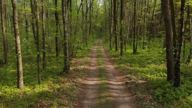 Walking backward on wild forest path, elevated drone footage 4K, sunny day with sun rays and glare