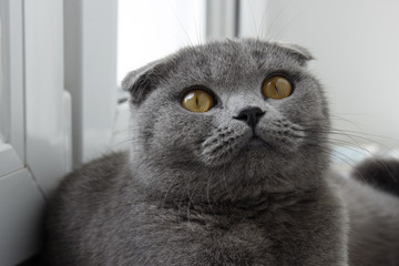 Felis catus looks up, close up