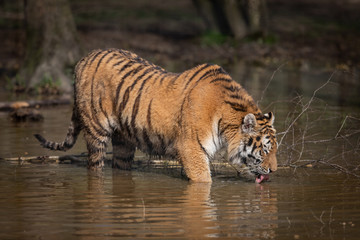 Fototapeta na wymiar Tiger Animal