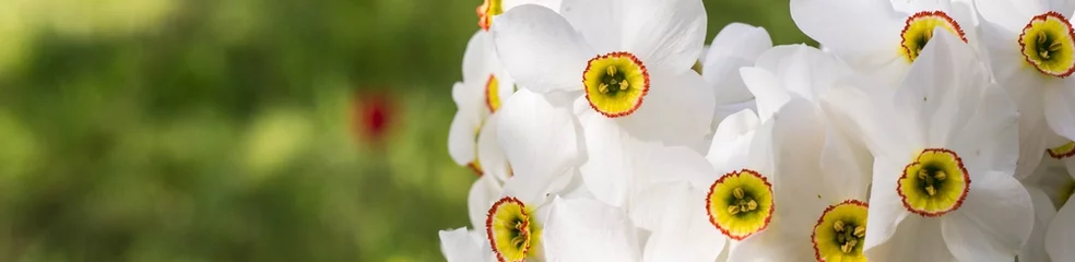 Poster Im Rahmen Banner of Bouquet of small white daffodil © dashtik