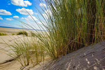 Gras am Meer