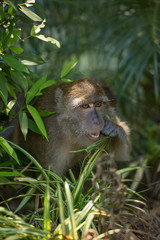 A cute monkey lives in a natural forest of Thailand.