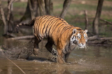 Fototapeta na wymiar Tiger Animal