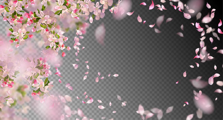 Fototapeta Spring Cherry Blossom obraz