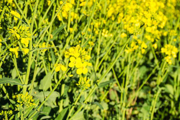 Rapsblüte Nahaufnahme