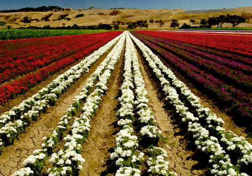 Flower Vanishing Point, flower farm, Gilroy, California 