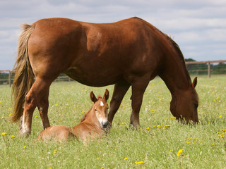 Naklejka na ściany i meble A pretty chestnut mare and her foal in a summer paddock.