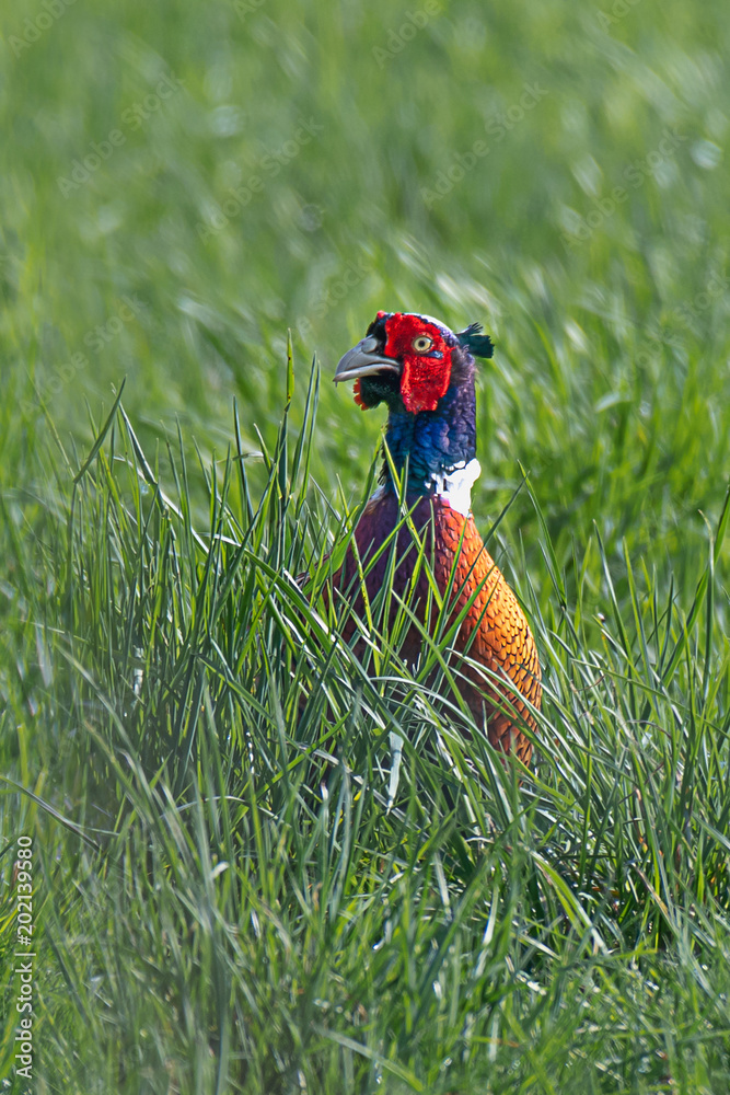 Poster a male cock pheasant standing in a field on the look out for predators alert and aware with only upp