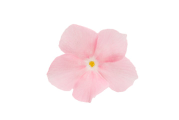 Naklejka na ściany i meble pink phlox flower isolated
