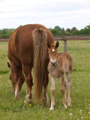 Naklejka na ściany i meble A pretty chestnut mare and her foal in a summer paddock.