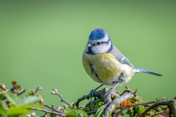 A full length photograph of a small blue tit perched on a hedge branches foraging for food against a green background with space for text