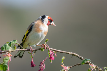 A profile portrait photograph of a goldfinch perched on a branch of pink red flowers buds posing and looking to the right
