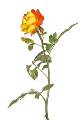 fine orange and yellow color rose isolated on white
