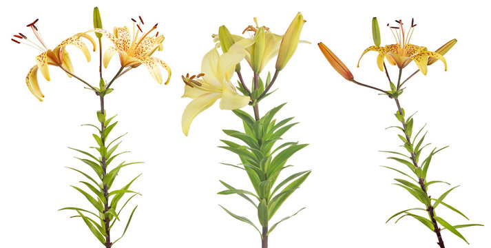 three yellow isolated lily flowers