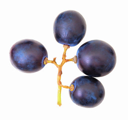 Small branch of grape berries, cutout, top view, overhead shot. Blue grape berries sample, isolated on white background, without shadow. Vineculture theme. Grapevine sample on white. Four berries