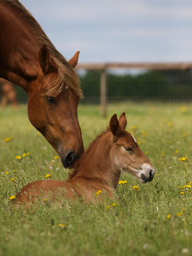 A pretty chestnut mare and her foal in a summer paddock.