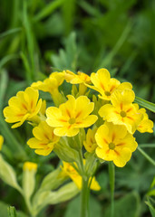 gelbe Schlüsselblume