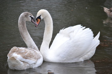 Swans on the lake in winter 