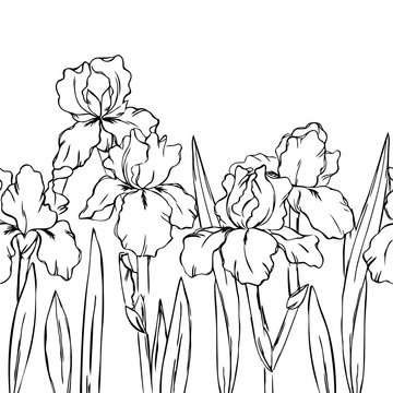vector contour spring iris flowers leaf branch coloring book seamless repeating pattern