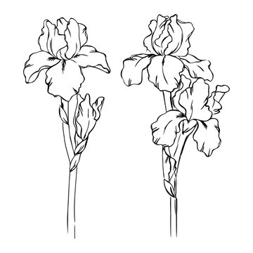 vector contour spring iris flowers leaf branch coloring book 