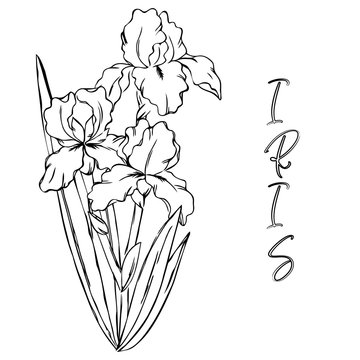 vector contour spring iris flowers leaf branch coloring book with lettering word