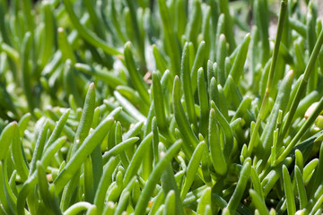 Fototapeta na wymiar texture of young carpobrotos succulent plant full frame